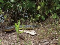 Speckled Kingsnake