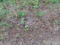 Juvenile Tan Racer Snake