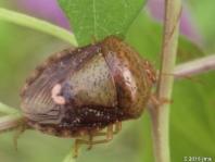 Edessa sp. Stink Bug