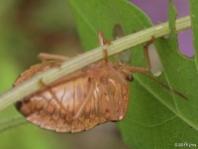 Edessa sp. Stink Bug