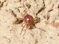 Female Lone Star Tick