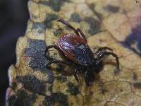 Blacklegged/Deer Tick