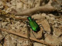 Tiger Beetle