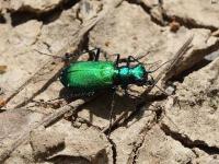 Six-spotted Tiger Beetle