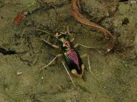 Carolina Metallic Tiger Beetle