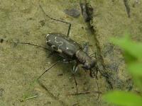 S-banded Tiger Beetle