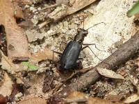 Sidewalk Tiger Beetle