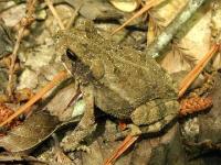 Young Toad, Gulf Coast