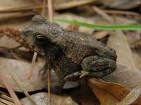 One Inch Toad, Probably Baby Gulf Coast