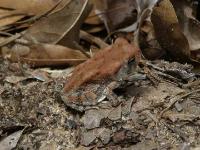 Juvenile, Possible East Texas Toad