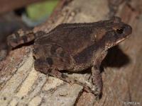 Adult Gulf Coast Toad