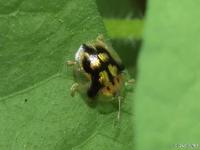 Mottled Tortoise Beetle