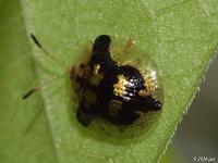 Mottled Tortoise Beetle