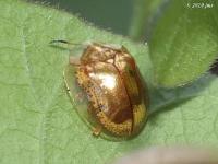 Golden Tortoise Beetle