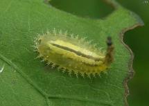 Tortoise Beetle Larvae(Subfamily Cassidinae)