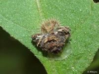 Tortoise Beetle Pupa