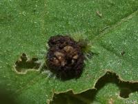 Tortoise Beetle Larvae