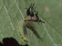 Tortoise Beetle Larvae