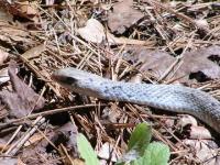 Tan Racer,Note that dark/light blotches could be Buttermilk Racer, or Hybrid.