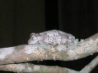 Gray Treefrog