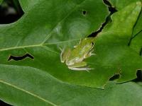 Baby Frog, probably Squirrel Treefrog