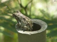 Gray Treefrog