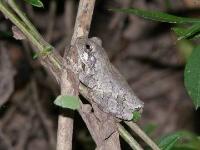 Gray Treefrog