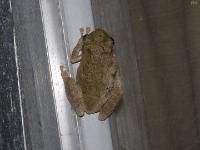 Gray Treefrog