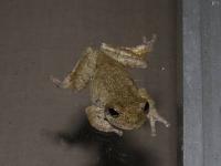 Gray Treefrog