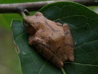 Spring Peeper