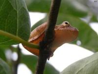 Spring Peeper