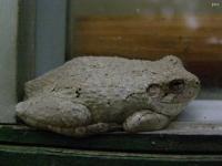 Gray Treefrog