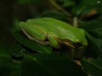 Squirrel Treefrog