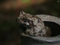 Gray Treefrog w/ Brown Markings