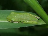 Green Treefrog