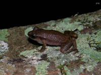 Rio Grande Chirping Frog(very small)