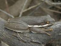 Darker Colored Green Treefrog(Early Spring)