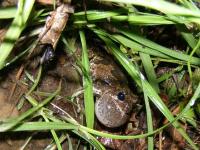 Gray Treefrog based on call