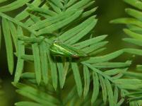 Treehopper