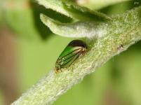 Treehopper