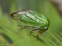 Treehopper