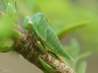 Treehopper Nymph