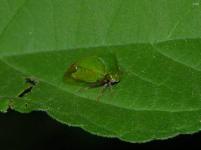 Treehopper