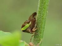 Treehopper