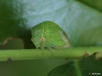 Treehopper