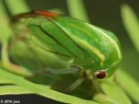 Tortistilus sp. Treehopper