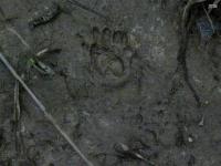 Back Foot on Front Foot, Striped Skunk