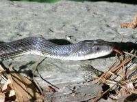 Rat Snake