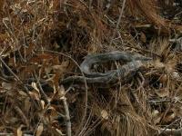 Texas Rat Snake, Red shows up when bulged and/or older