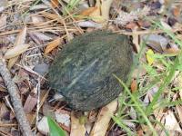 Razorback Musk Turtle